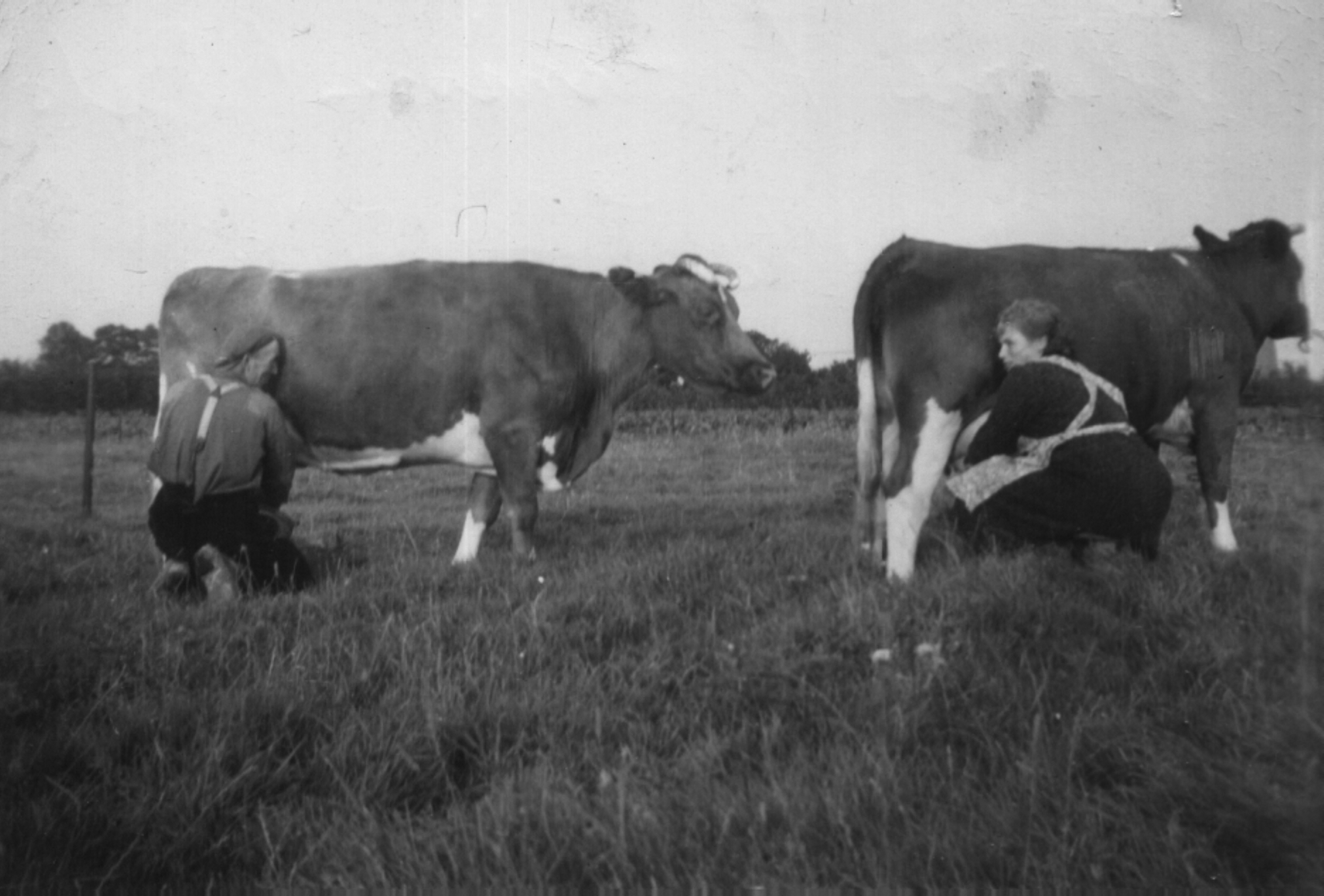 Harry Theunissen en Mien van Overbeek aan het melken.